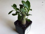 Adenium obesum